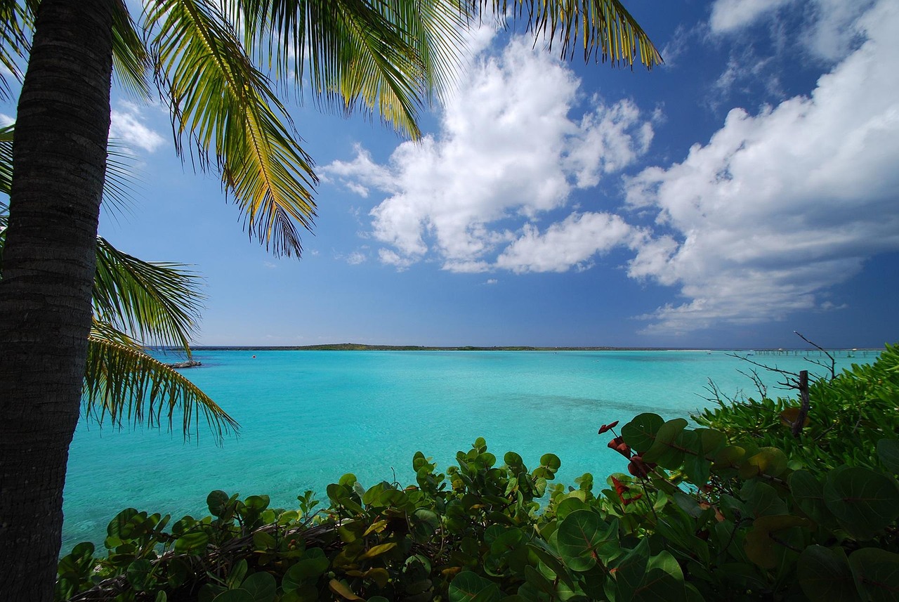 Palm-framed Caribbean blue water